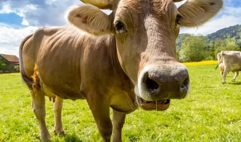 Wendell Berry said it best when he said that “eating is an agricultural act.” Our mission is to change the food system by providing a healthy, fresh alternative to industrial food.