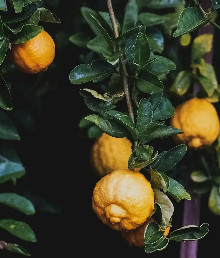 Ballan wrasse climbing gourami amur pike Arctic char, steelhead