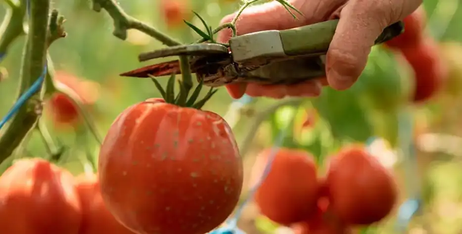 We grow fresh, organic produce using clean methods that protect nature, healthy food.